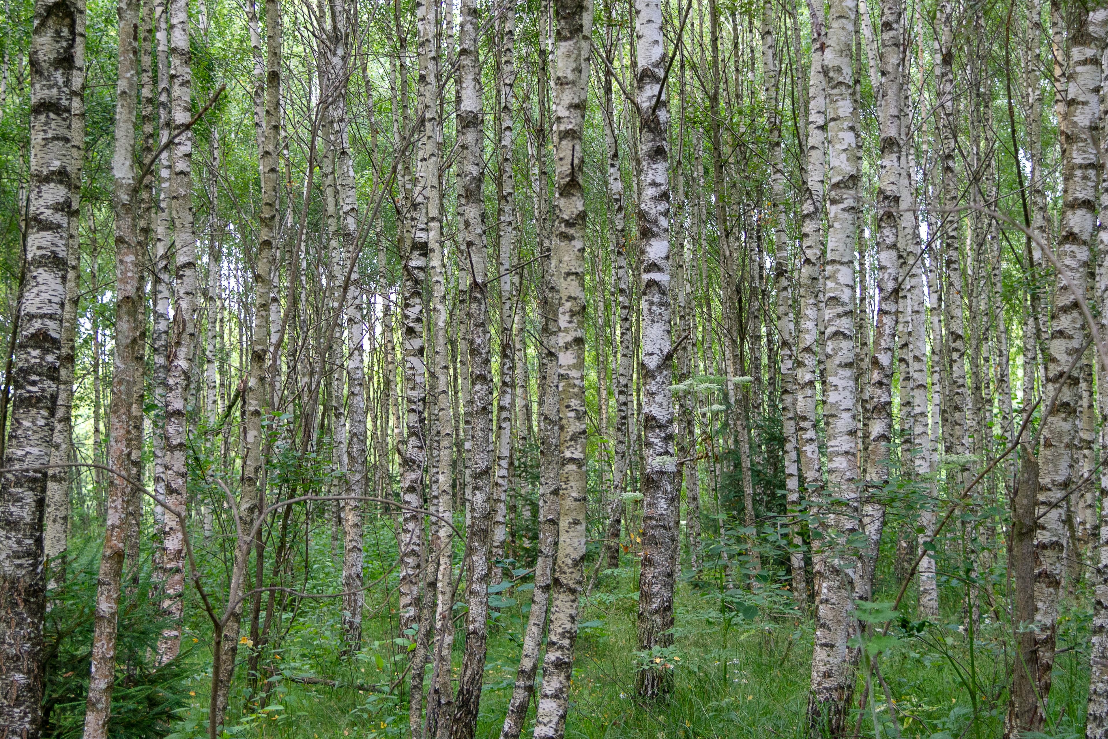 Close-up of gray birch tree bark symbolizing resilience